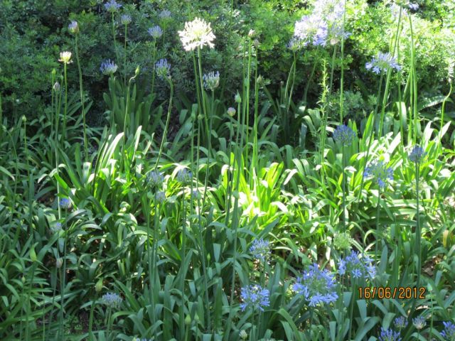 Juin2012 086.jpg